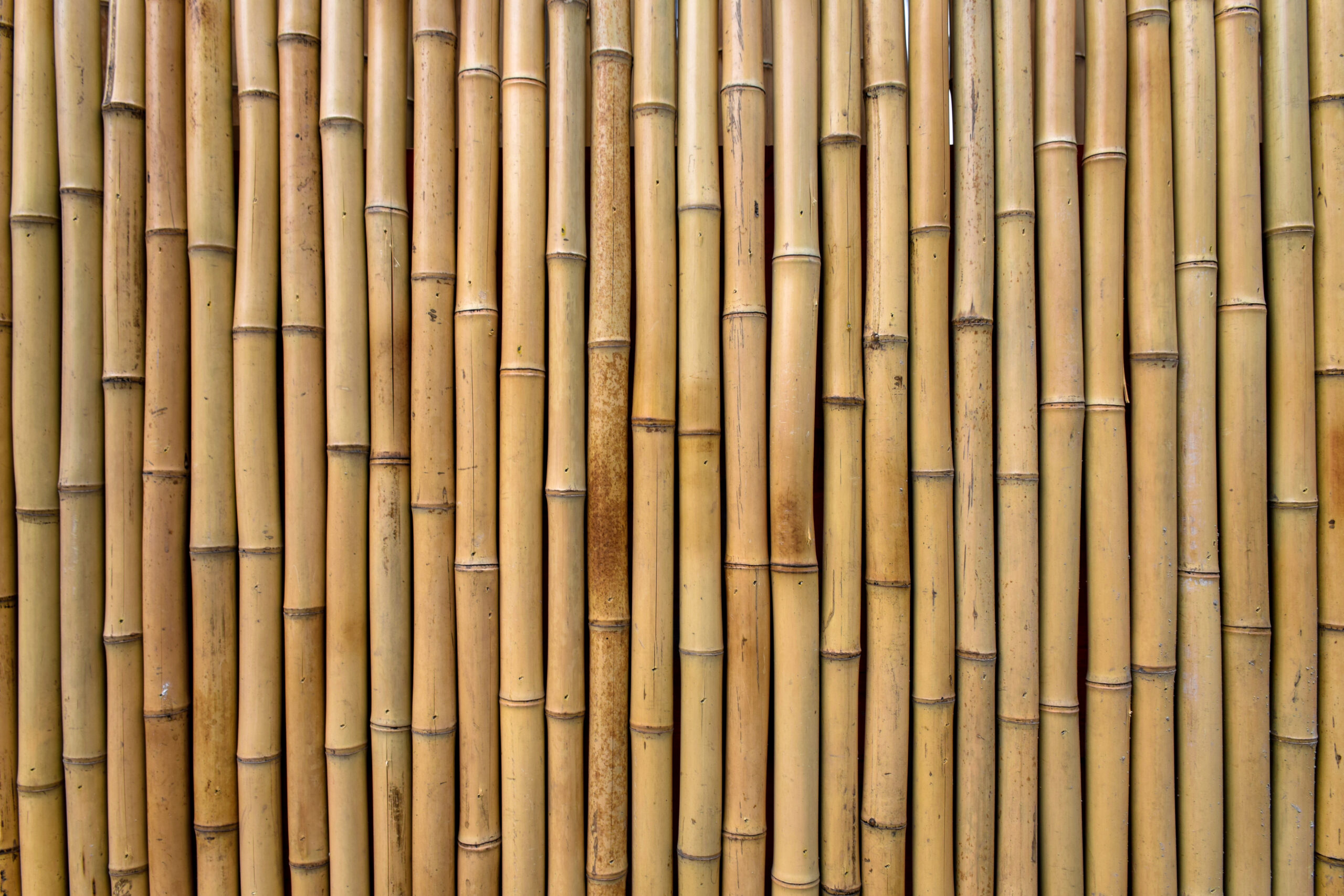 Bamboo texture scaled 1